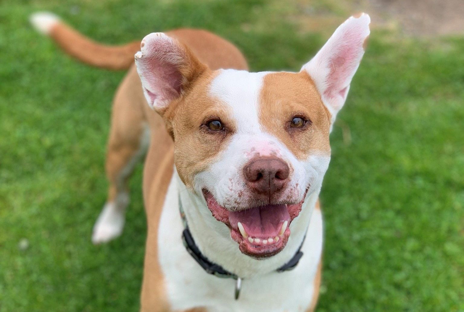 South Aussies back RSPCA