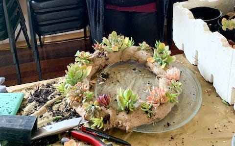 Succulent Christmas wreaths… from Ramco