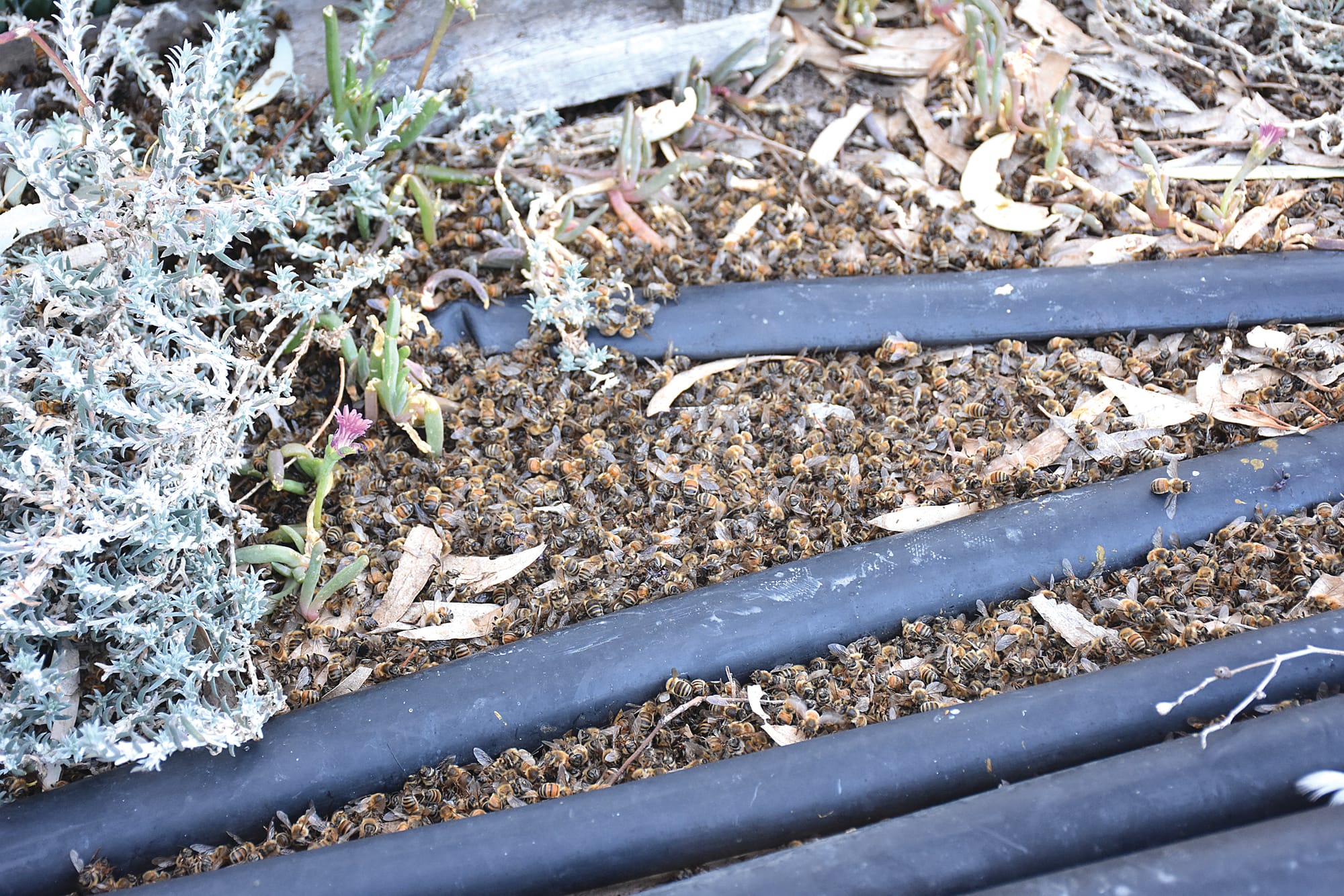 Local beekeeper makes grim discovery