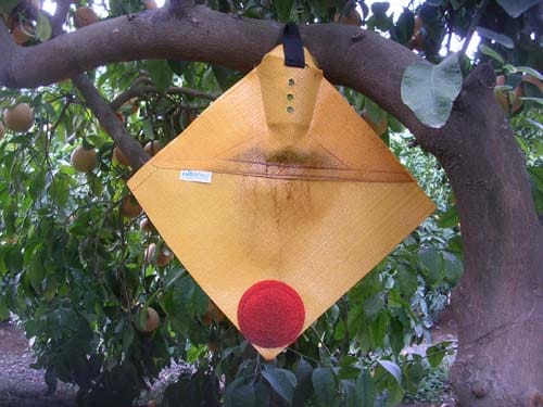 New technology trial aimed at freedom from fruit fly