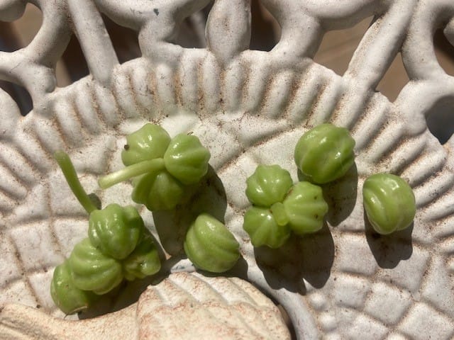 The Fairweather Gardener column