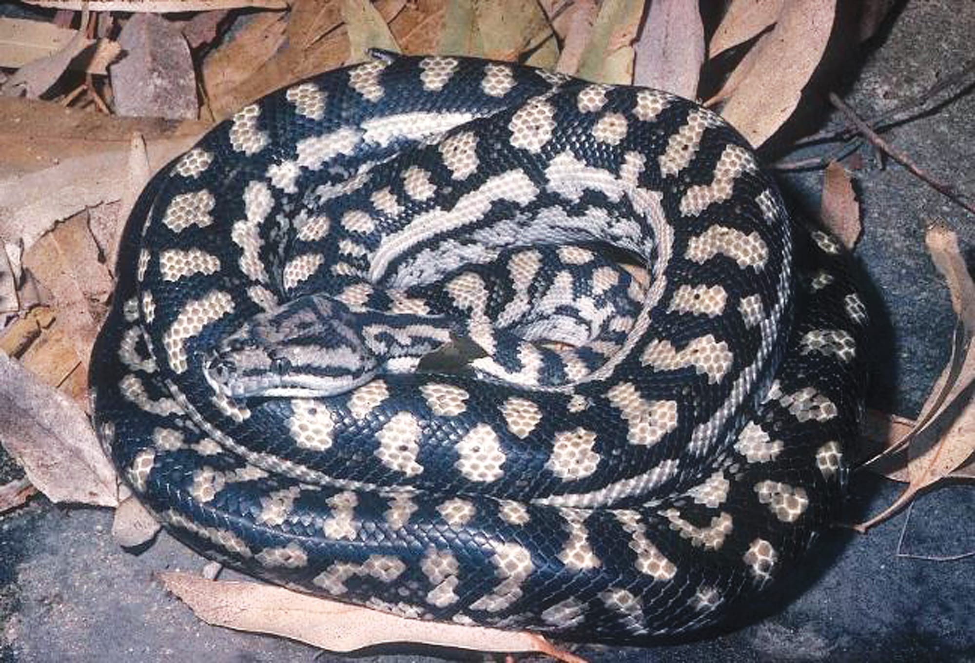 Locals urged to report Carpet Python Sightings