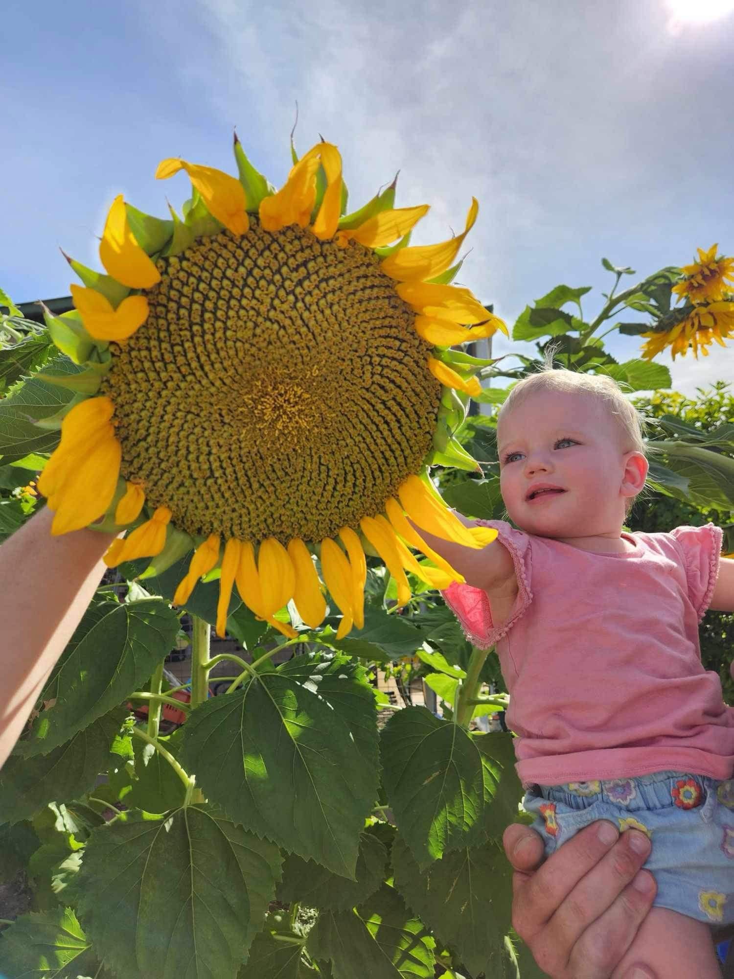 Easter harvests of giant pumpkins and sunflowers