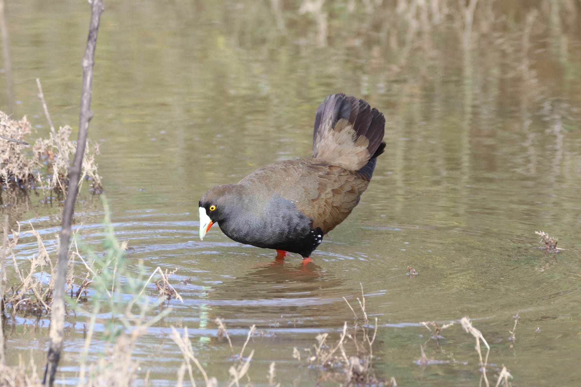 Water operations keep Riverland flourishing