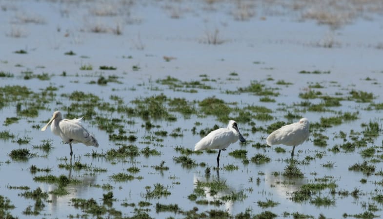 Environmental benefits still flow from flood