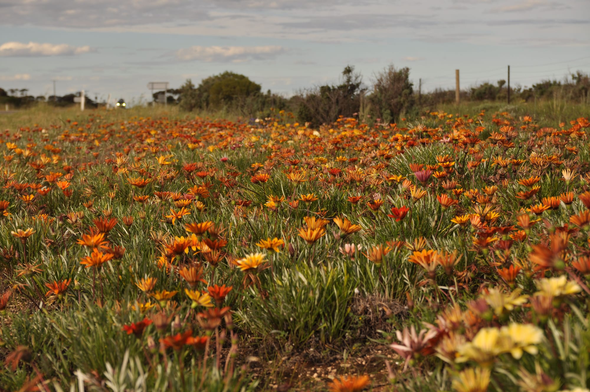Pest plant going gangbusters