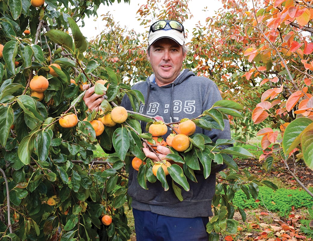 ‘Ripe’ time to crack the persimmon market