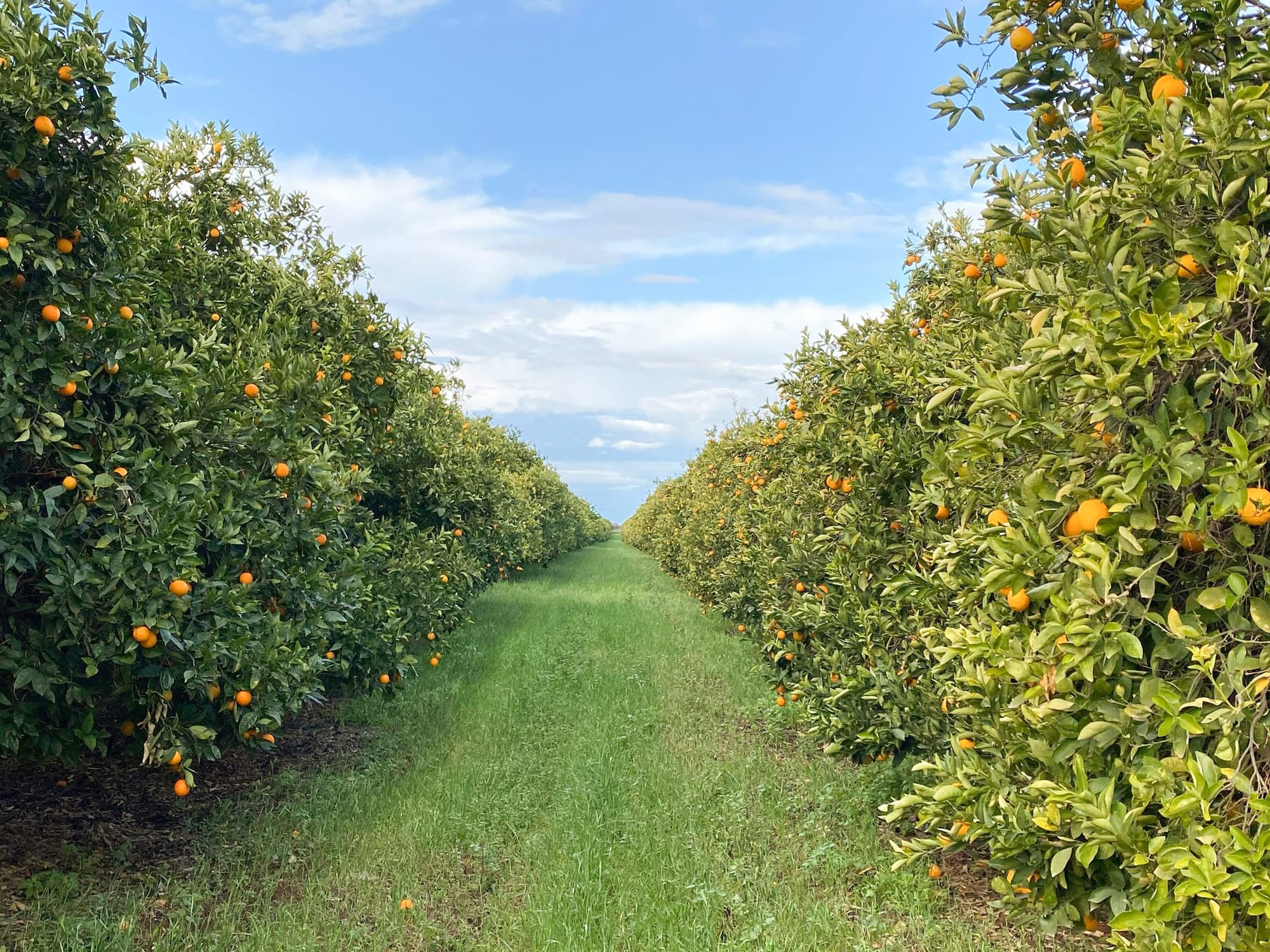 Citrus Australia renews key technology agreement