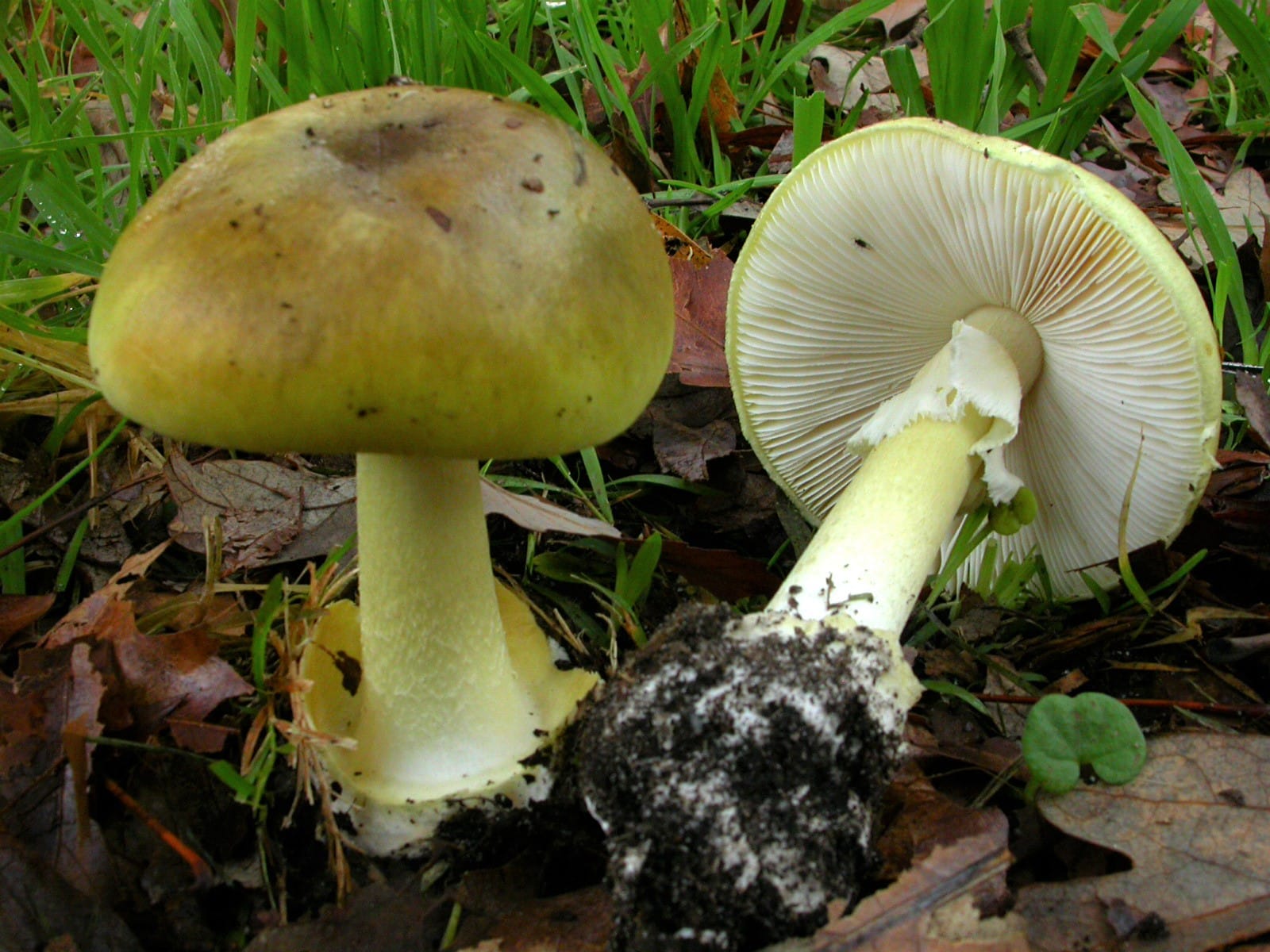 Riverlanders warned to not eat wild mushrooms