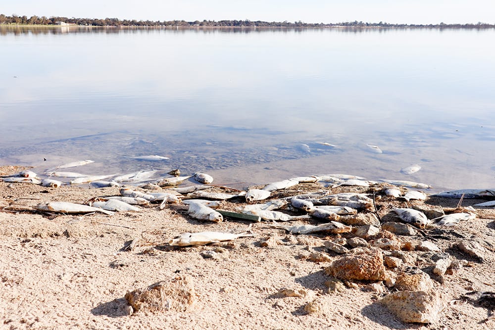 PIRSA confirms cold is killing fish