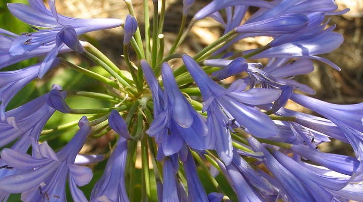 The Fair-Weather Gardener