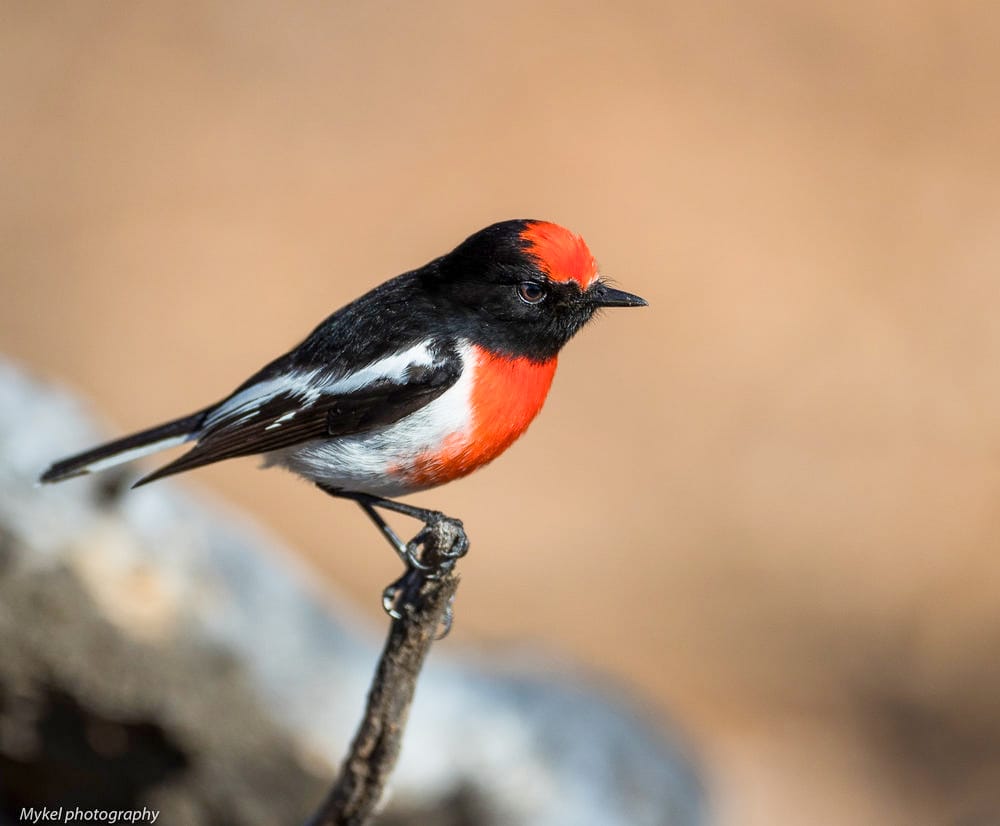 Conservation on the cards for Labor