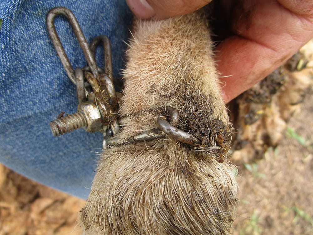 ‘Neglected’ ram rescued from a Moorook paddock