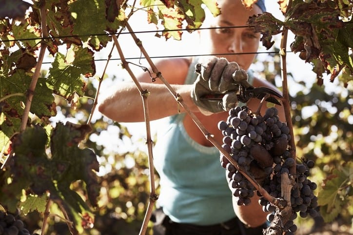 SA’s wine labour shortage targeted