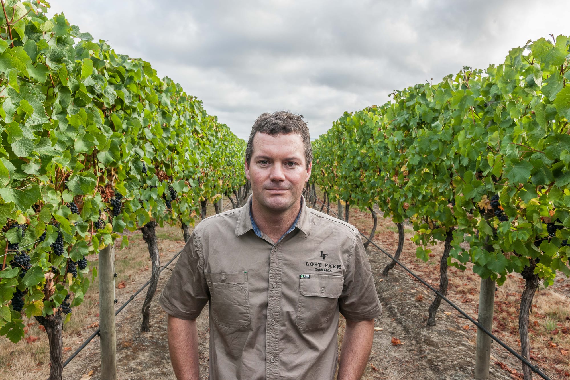 Angoves’ royal chardonnay