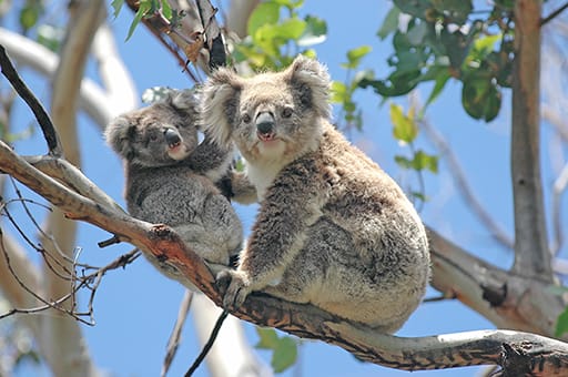 Adopt a koala program revamped quiz