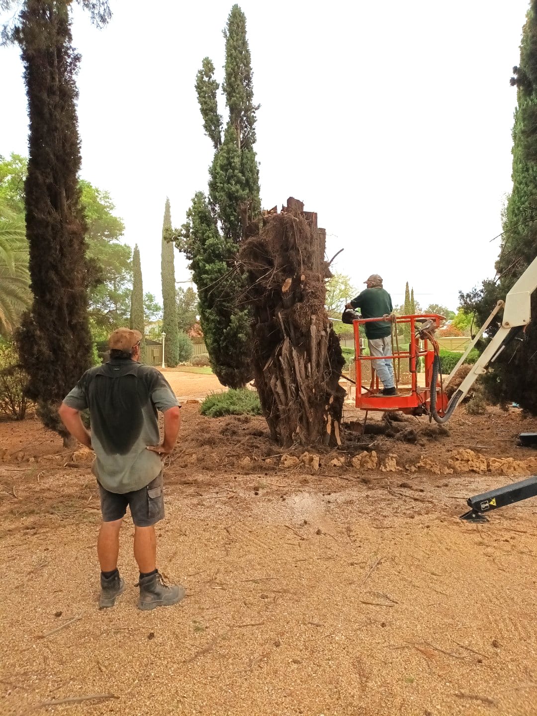 Conservation measures lead to pines removal