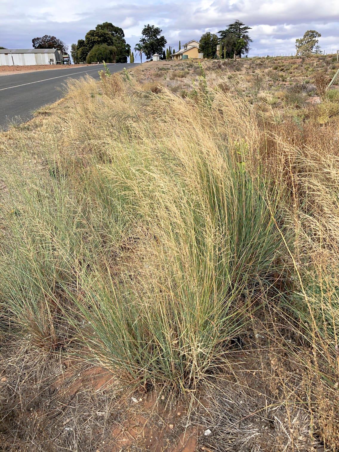 Tainted lovegrass