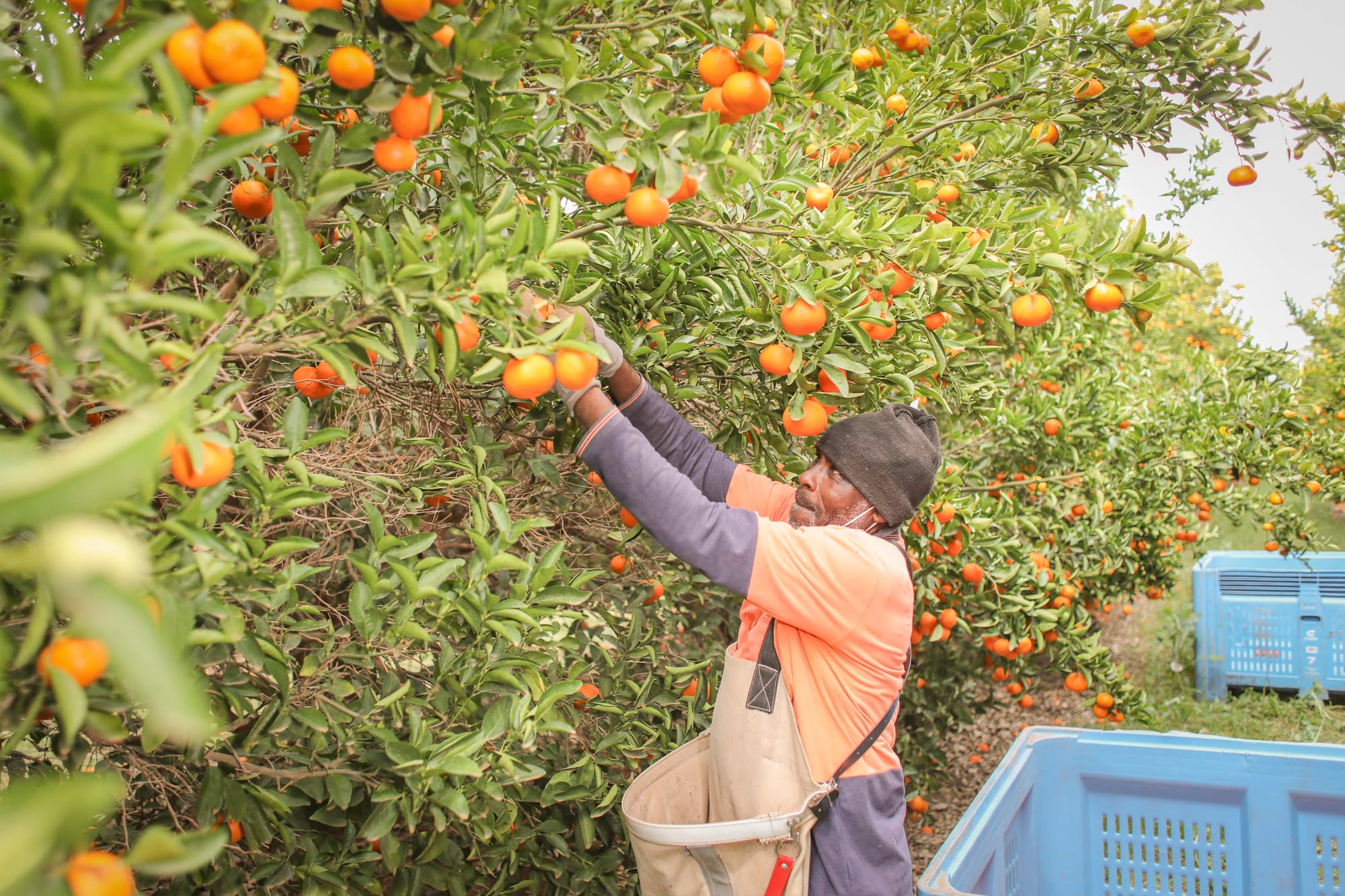 Fair Work breaches identified in Riverland farm labour sector