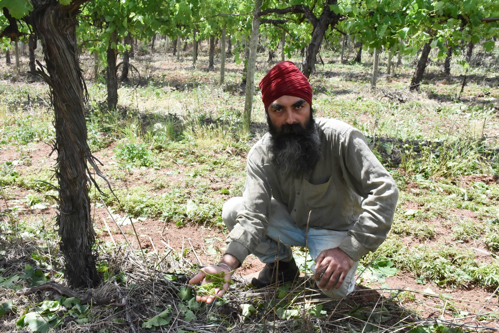 Hail, wind tears up grape vines