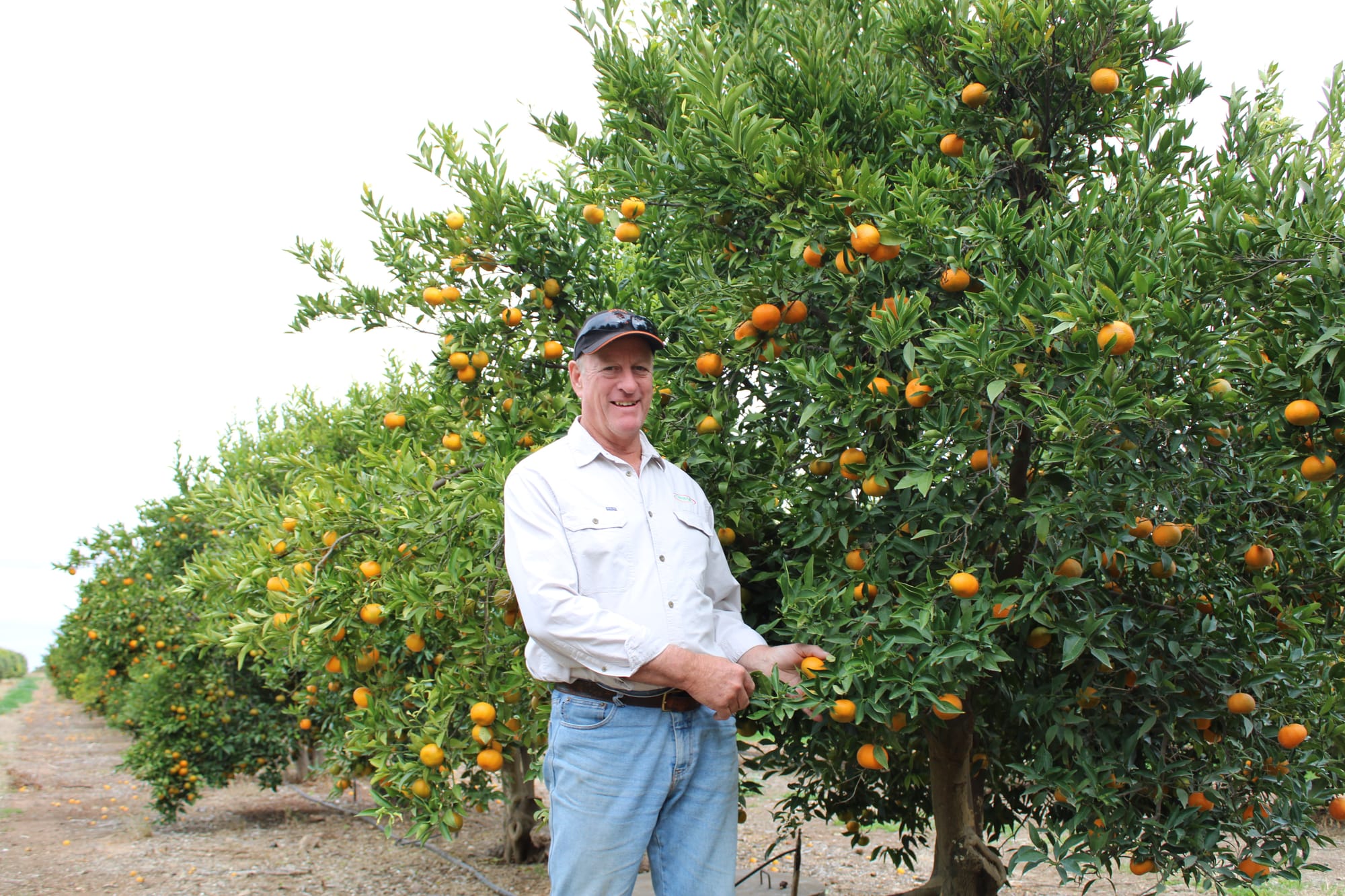 2025 Riverland citrus looking superb