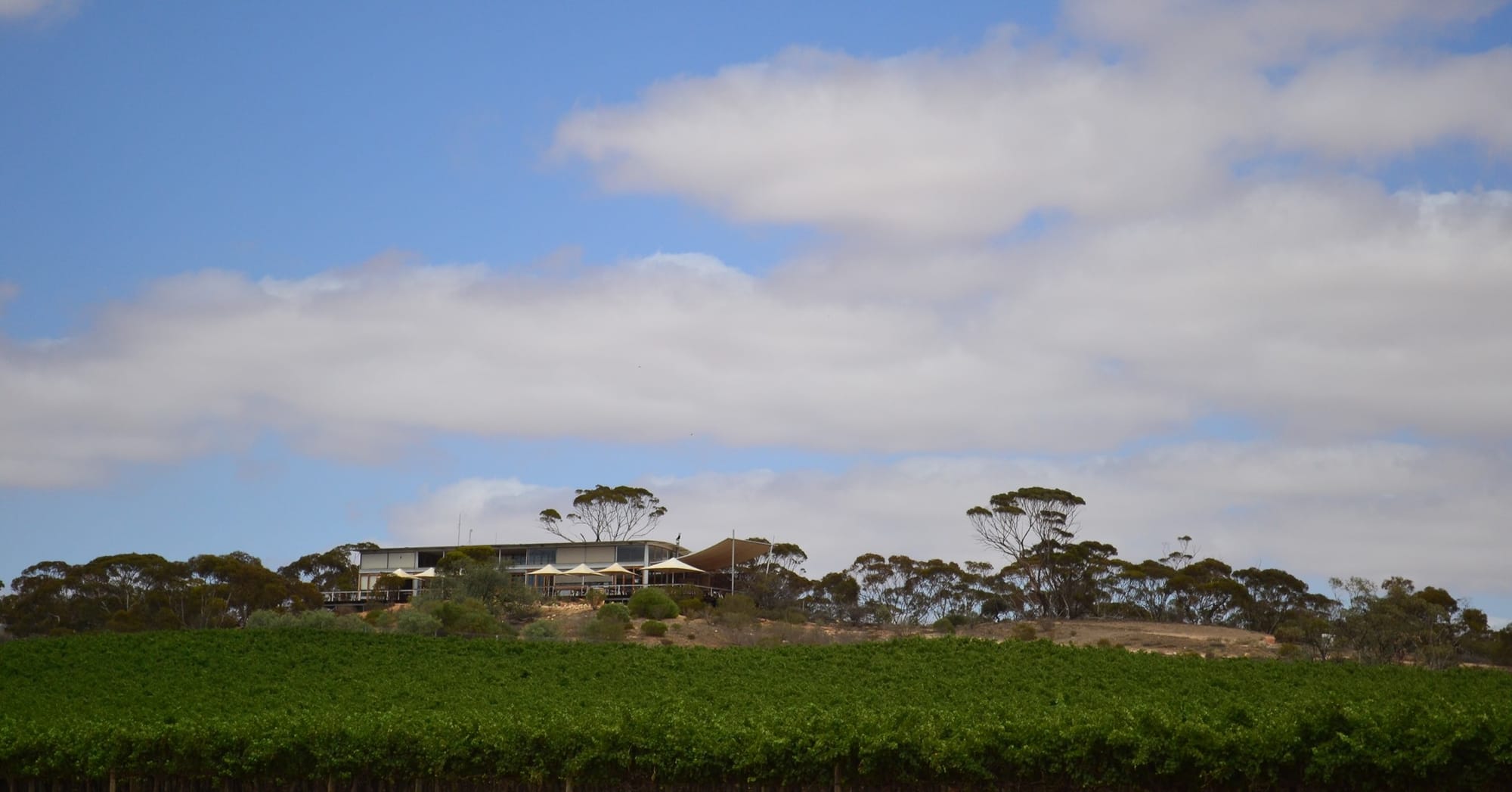 Banrock vineyard’s 'potential' sale, but Berri Estates safe