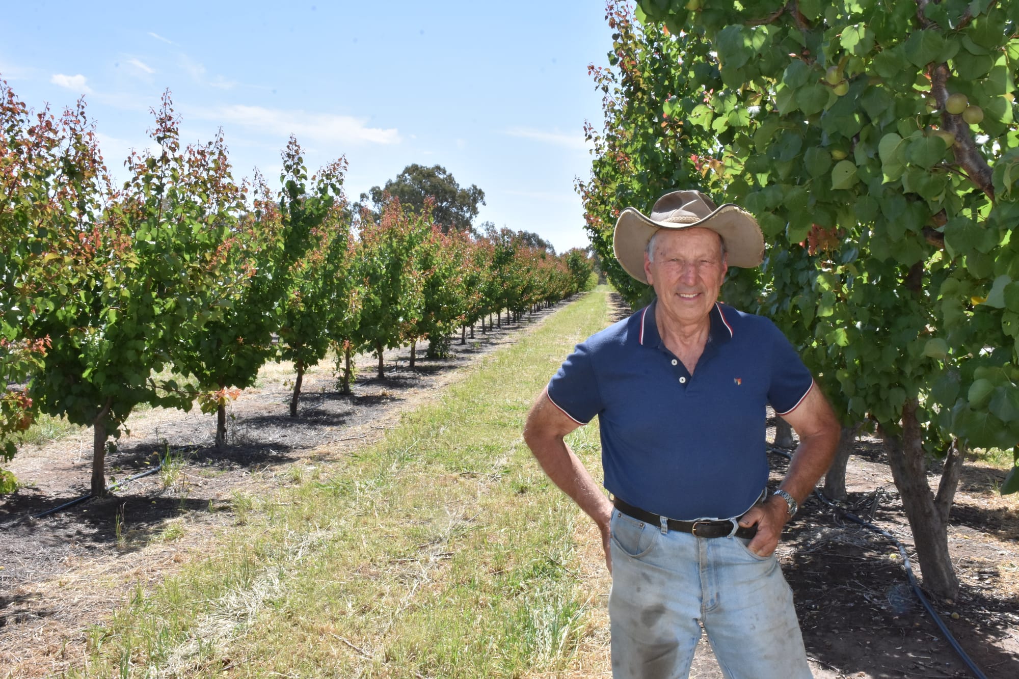 Community is crucial for fruit fly battle