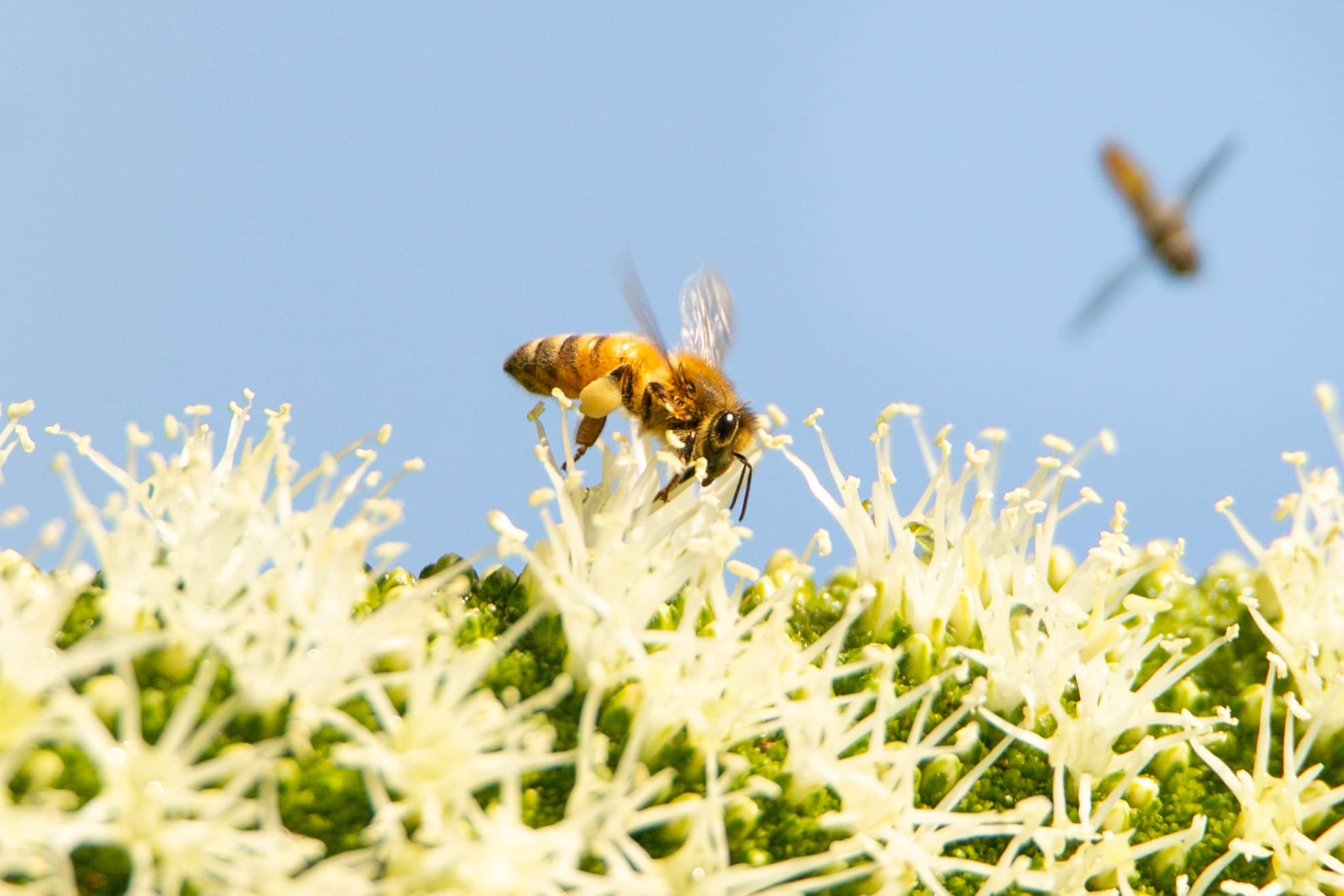 Local bee death to remain a mystery