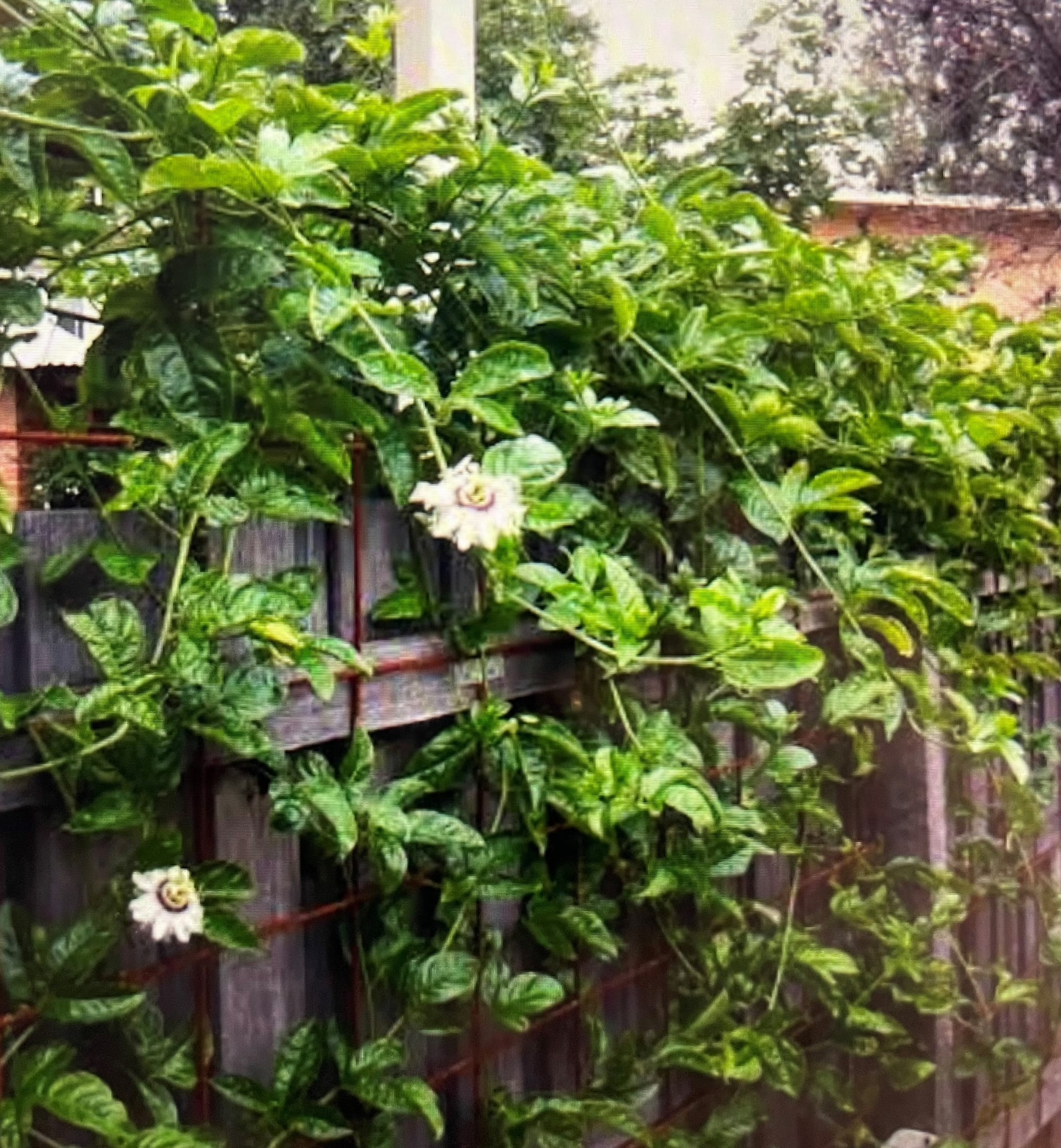 The Fair-Weather Gardener