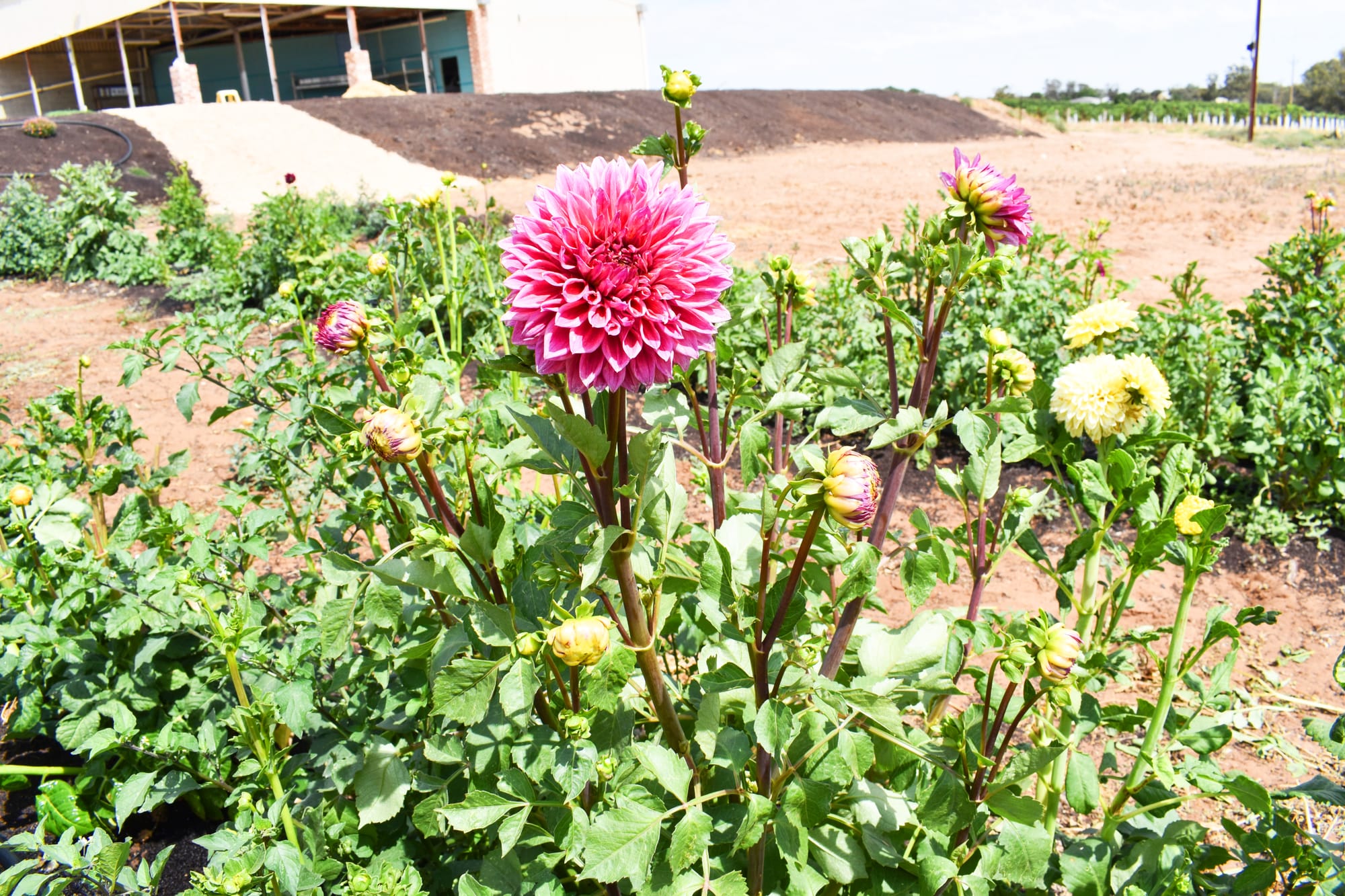 Patch Nursery talks to local garden club