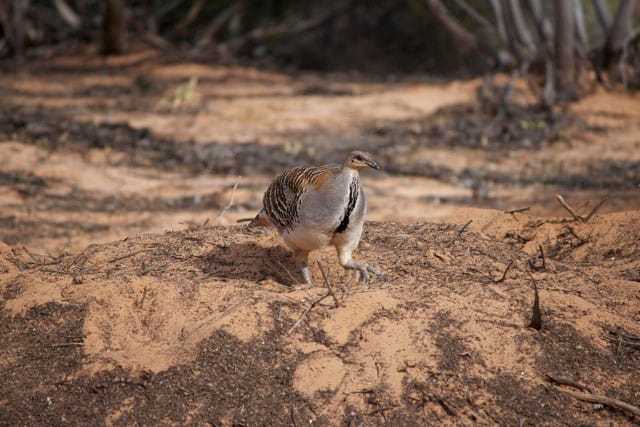 No fowl play in Waikerie CBD