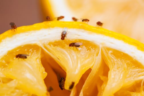 Fruit fly quarantine zone extended