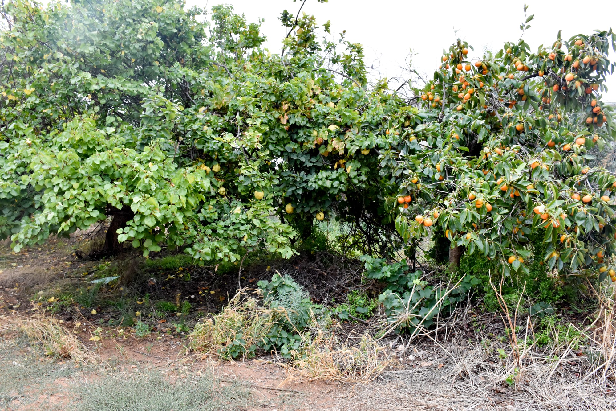 Fruit fly battle to continue in winter