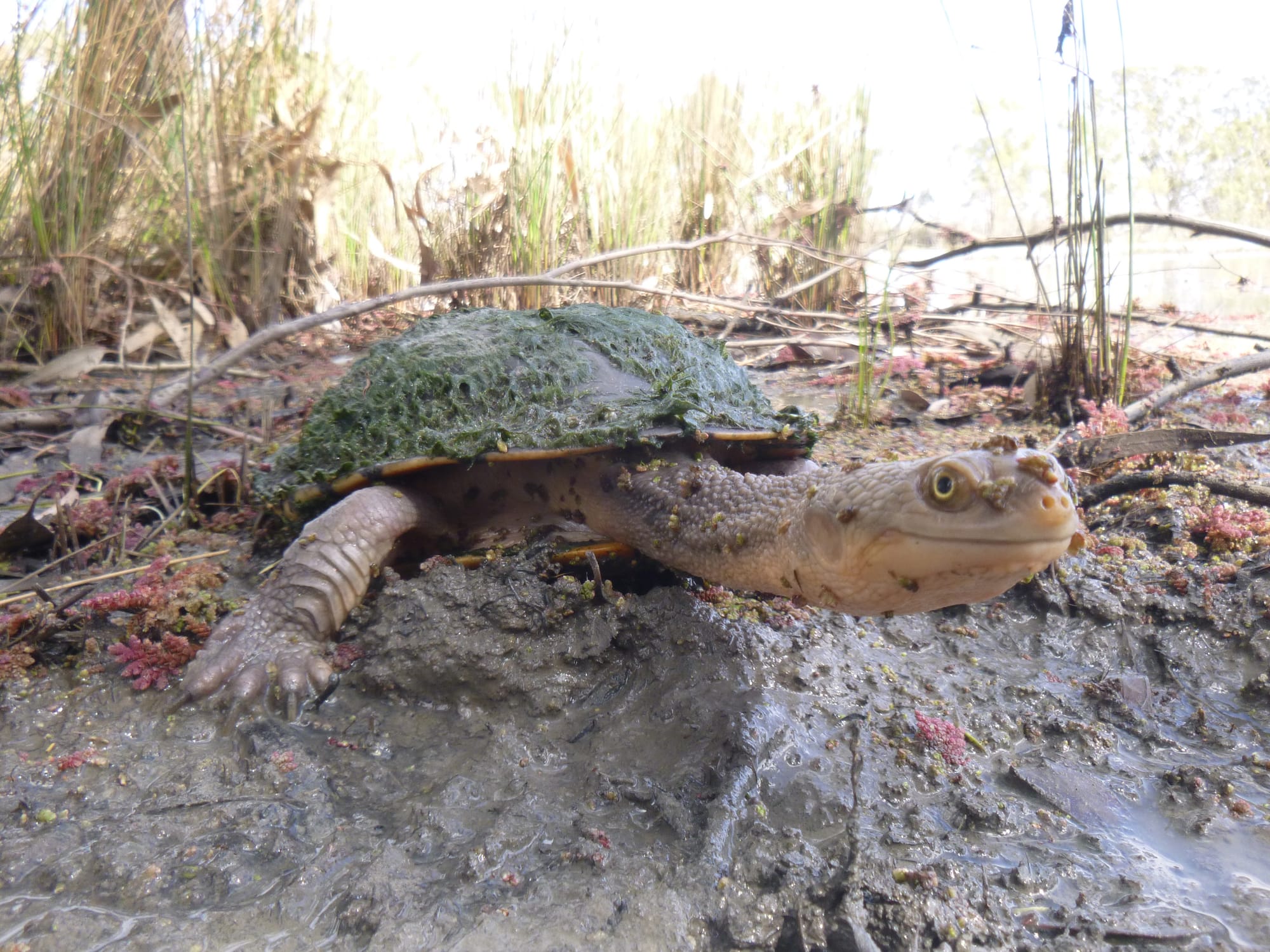 Artists urged to boost turtle power