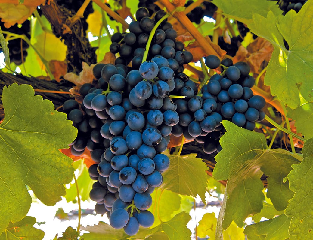 Downy mildew now ‘very likely’ for grape growers after Riverland rains