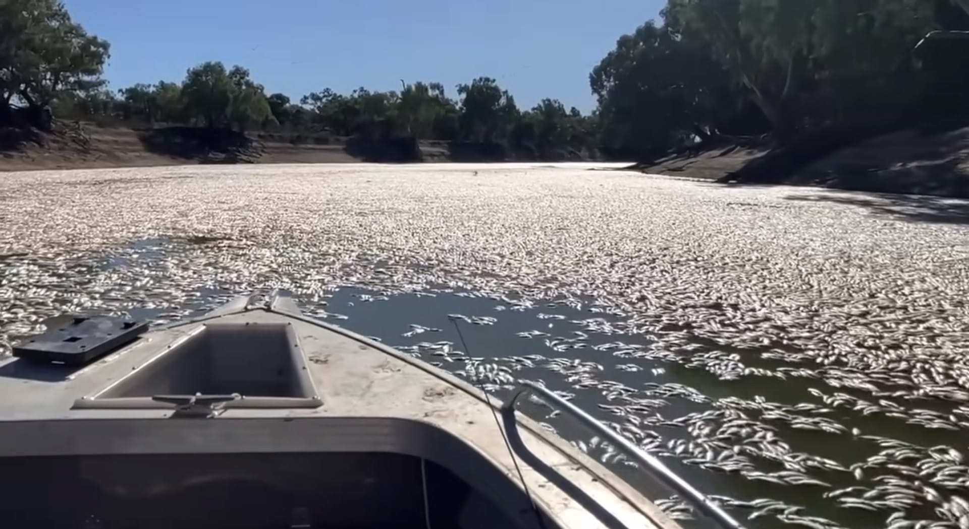 ‘Close eye’ on Menindee fish kill