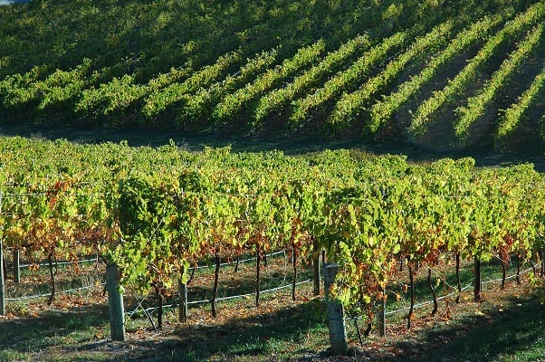 An honest conversation about grape industry issues