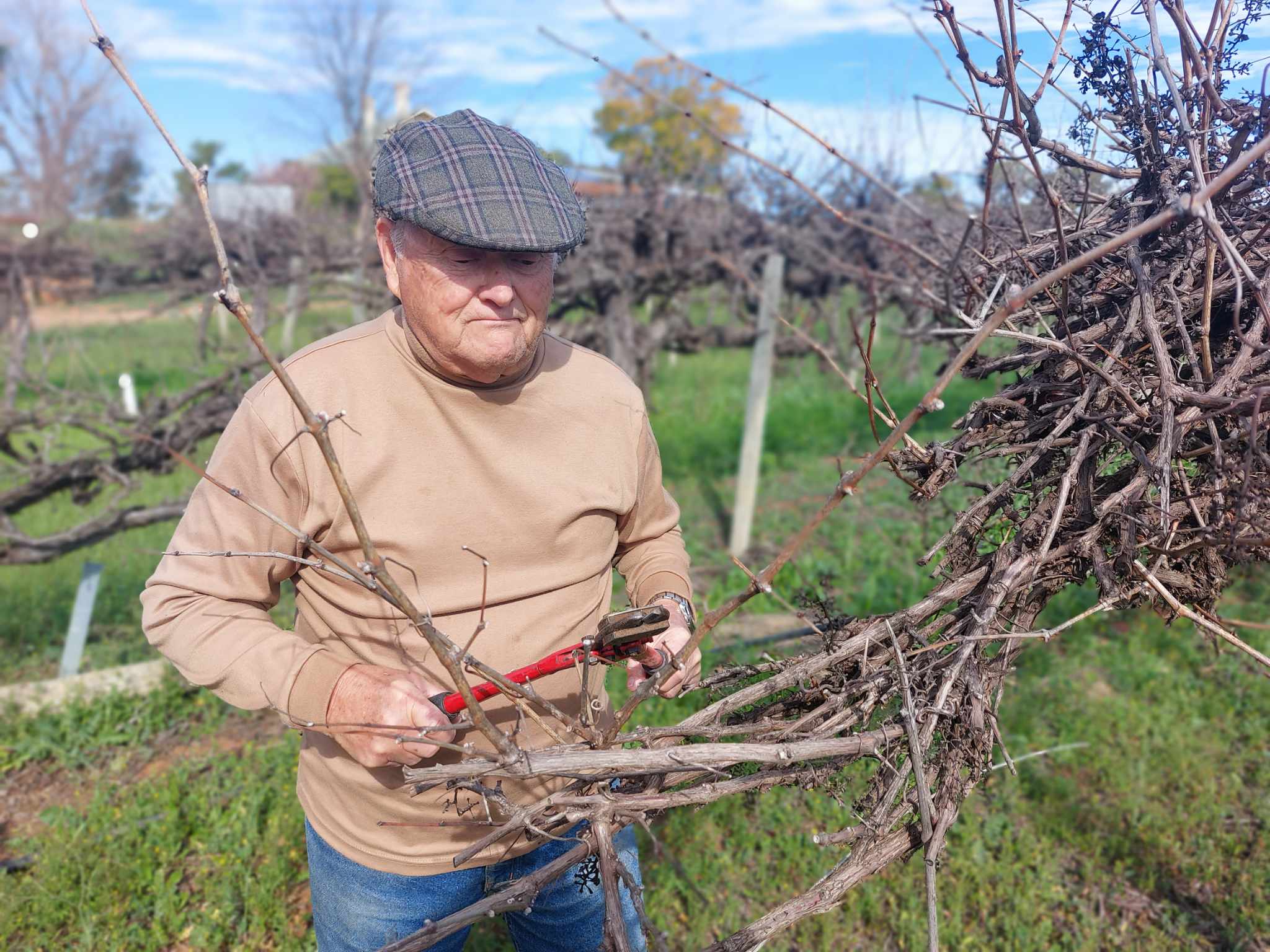 Renmark man pulling vines as uncertainty continues for growers feeling… ‘CRUCIFIED’
