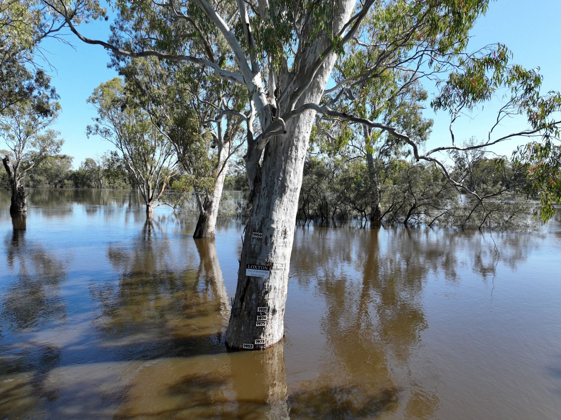 Name change for Tree of Knowledge