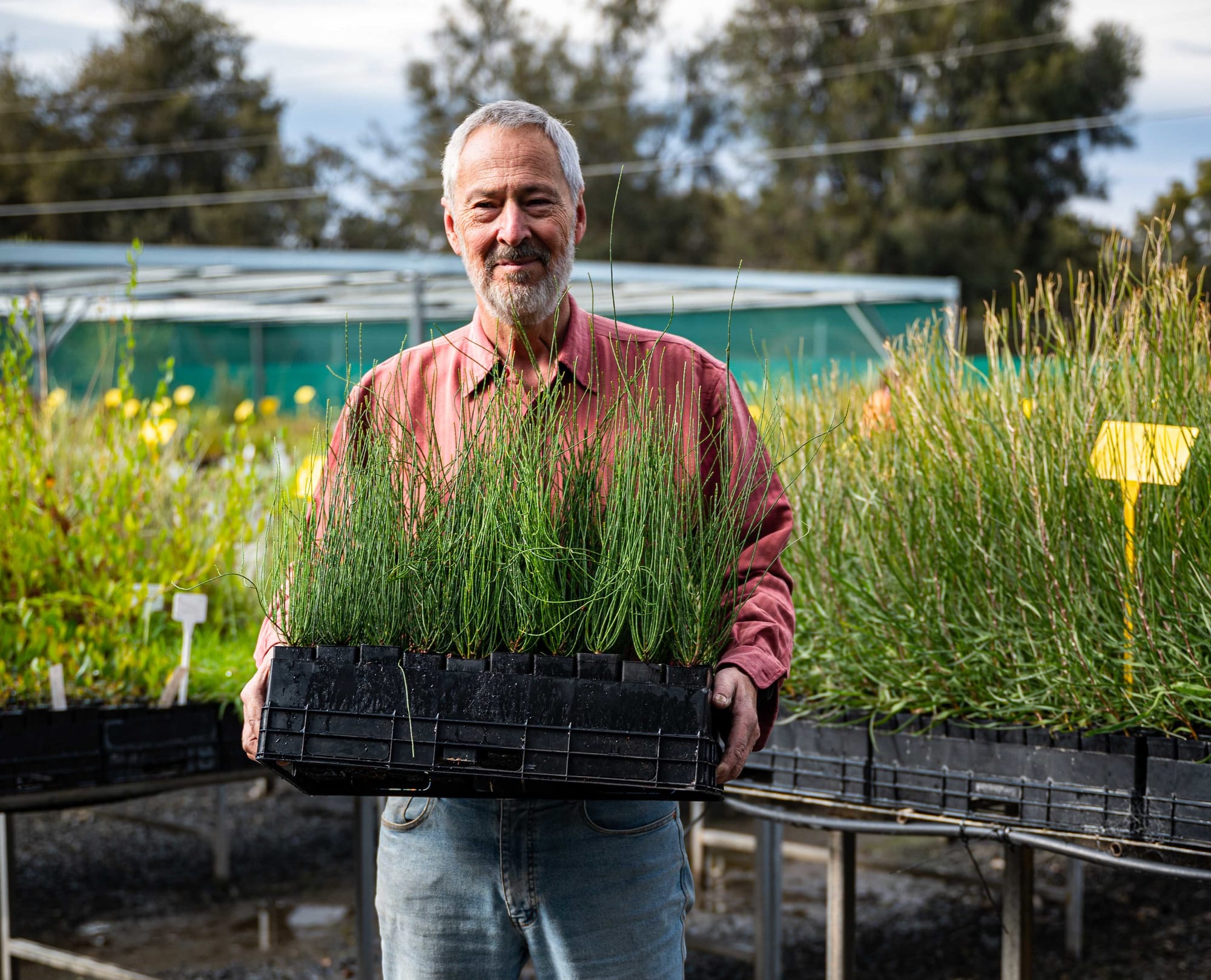 Tree Scheme makes dreams come true