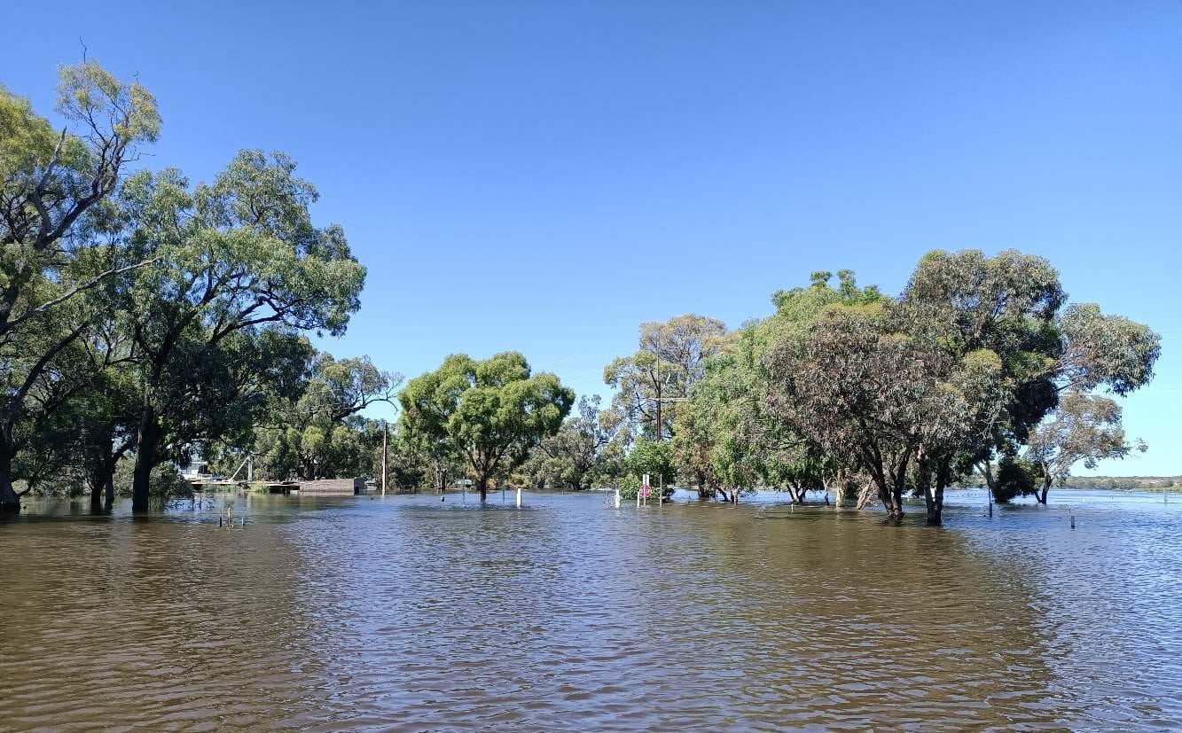 Rebates available to flood-affected local growers