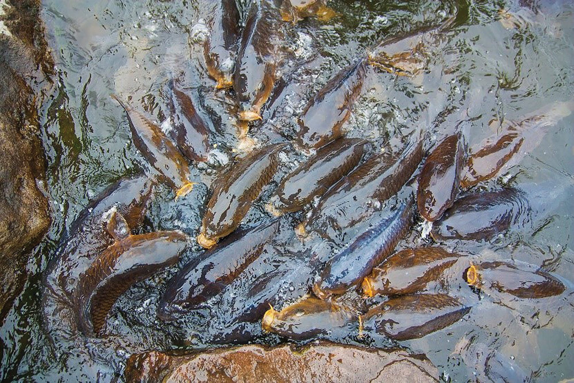 MDA calling for carp virus release
