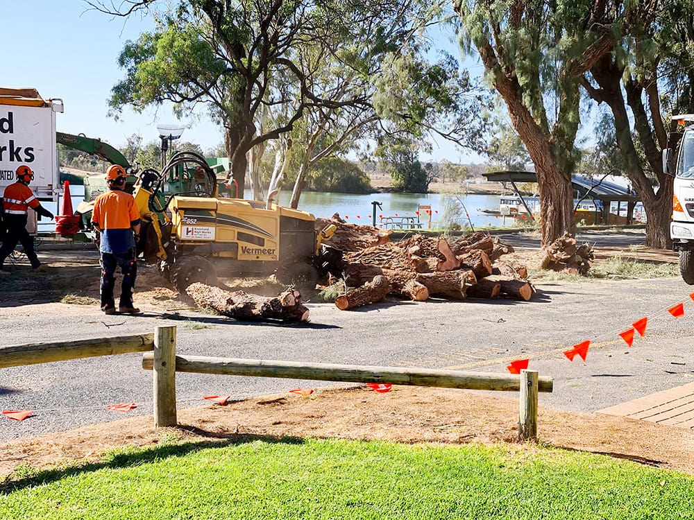 Contentious trees cut down