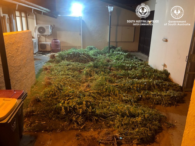 Swan Reach crop bust