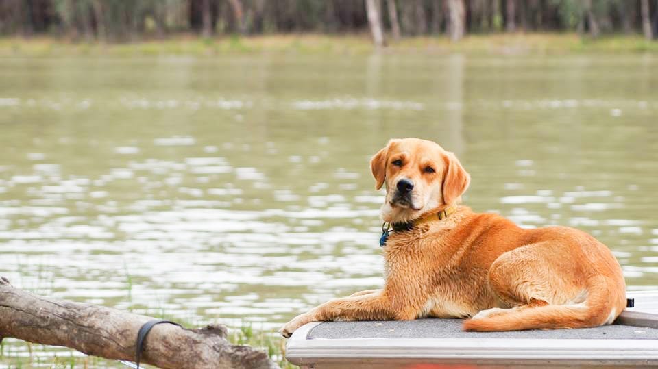 MP’s Picture Perfect Pets back for 2024