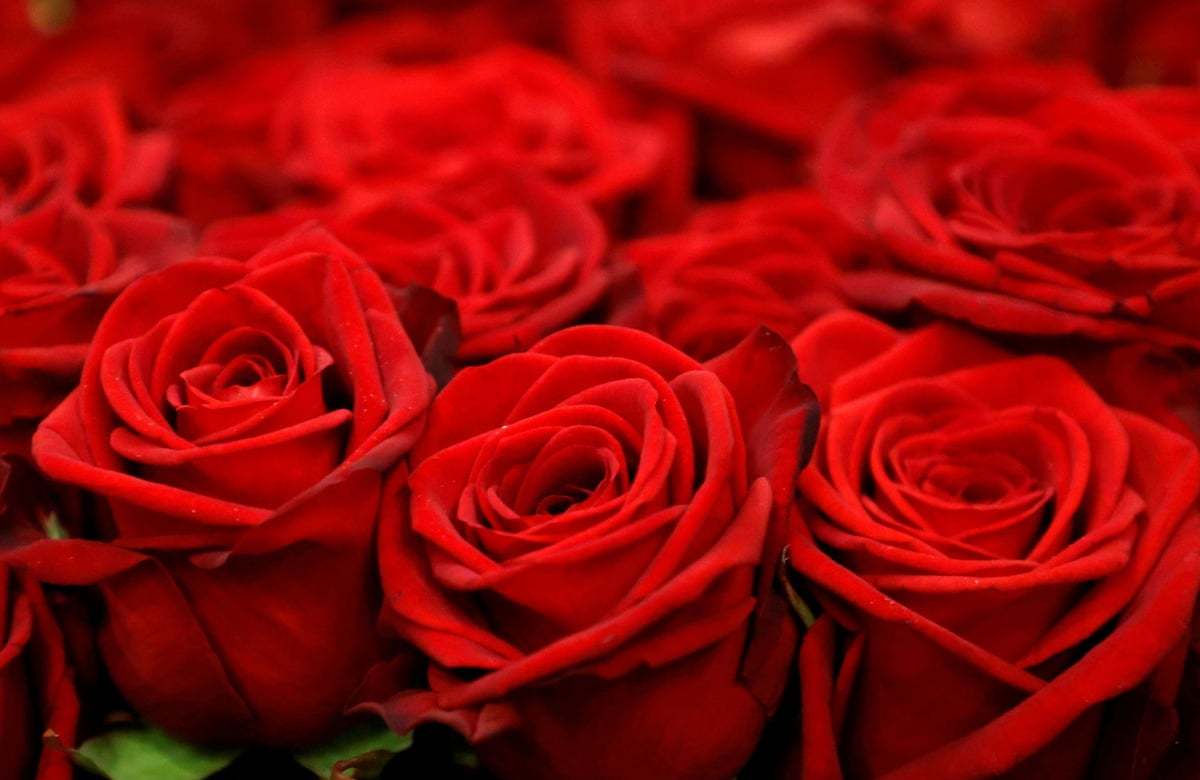 Tuesday night romantic dinner? Say yes