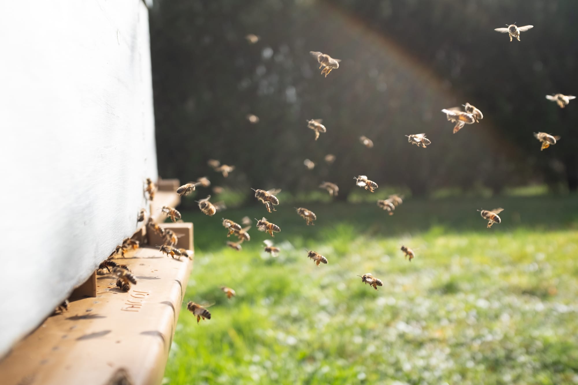 Varroa mite pesticide now in development