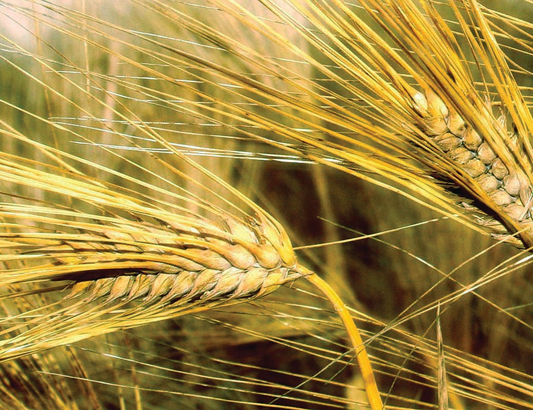 A season turn around for Loxton dryland farmers