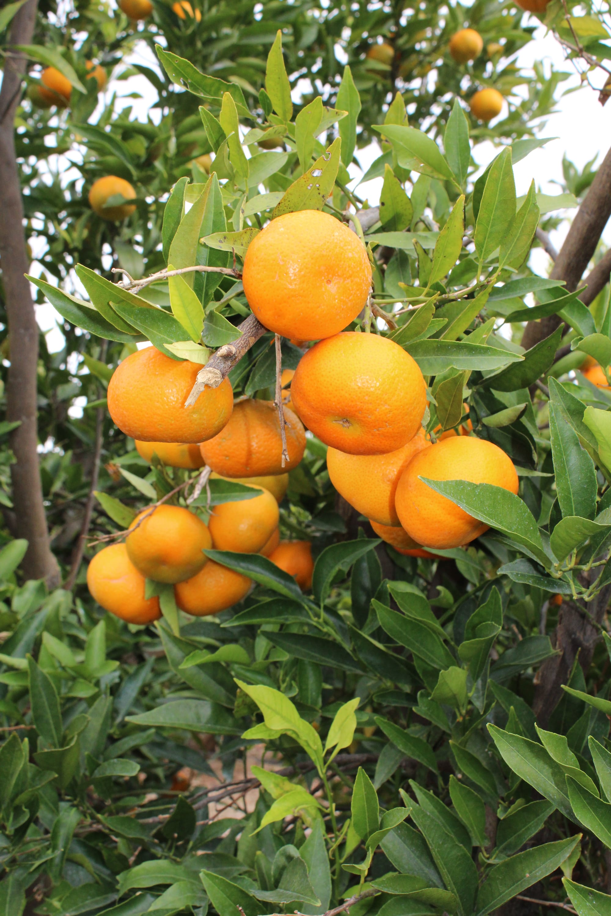 Riverland's ideal conditions for mandarins