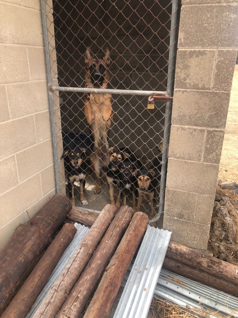 Home detention for animal cruelty repeat offender